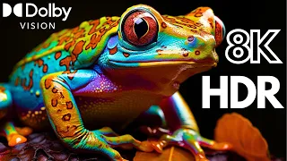WILD WORLD DOLBY VISION 8K HDR | Animal Beauty with Cinematic Sound (Animal Colorful Life) #nature