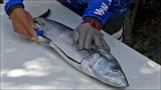 HOW TO FILLET A SMALL SPANIARD OR A SPOTTED MACKEREL.