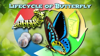 Lifecycle of a Butterfly