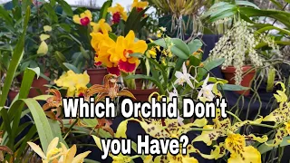 Which orchid don't you have ?What is in Bloom at a Society Show.