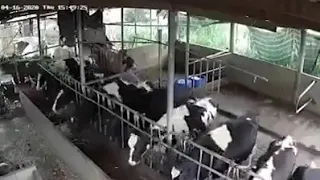 IMAGENES SENSIBLES: CAE UN RAYO Y MATA A 9 VACAS MIENTRAS COMÍAN