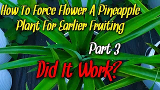 How To Force Flower A Pineapple Plant For Earlier Fruiting | Part 3 | Did It Work?