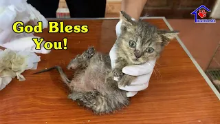 Rescue poor kitten very sick update | He’s Gone – Saddest of rescue animals!