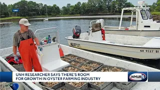 UNH researcher: Room for growth in oyster farming industry