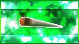 So baust DU einen JOINT! - Anfänger Tutorial | MindChange