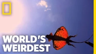 The Flying Dragon | World's Weirdest