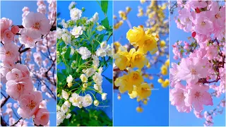 The Beauty of Nature: Stunning Flower Shorts 🌸🌼