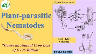 Plant -parasitic Nematodes