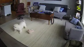 Dog camera hilariously captures this pup's home alone antics