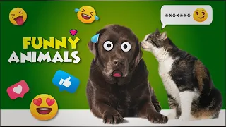 Who's The Boss Now 😏 - Funny Cats and Dogs Compilation 🐾 #14