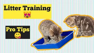 How to Train a Cat to use litter box | 2022 | Cat Toilet Training | urdu / hindi | Chubby Meows