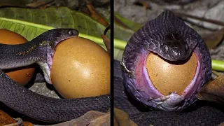 Змея Съела Целое Яйцо