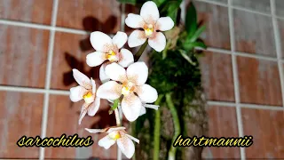 Орхидея Саркохиллус(sarcochilus hartmannii)-Первое Цветение