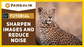 Noise Reduction | Lightroom Tutorial for wildlife photographers