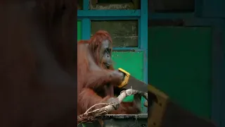 Funny Orangutan Learns to Saw Wood #survival #wildlife #woodworking #wood #monkey #bbc