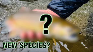 Did We Discover A New Species?? (Ultralight Rod & Reel Fishing)