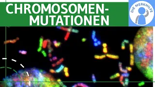 Chromosomenmutationen - Begriff, Deletion, Duplikation, Inversion, Insertion & Translokation erklärt