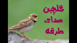 jal bird singing