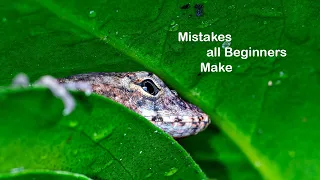 Avoid these 6 beginner mistakes in insect macro photography