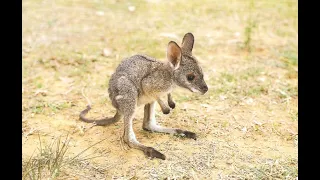 Funny Baby Kangaroo Videos Compilation - Cute Kangaroo Baby Climbing into Pouch Baby Kangaroos Joey