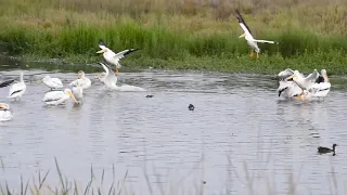 Pelicans,   Briefly    (improved audio)