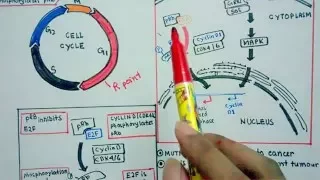 Role of pRB in cell cycle control