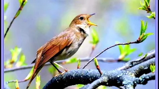 Пение соловья (релакс). The singing of the Nightingale (relax).