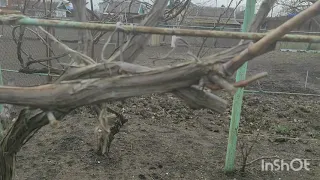 Обрезка запущенного виноградного куста