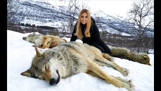 THE LARGEST WOLVES I'VE EVER MET!