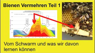 Vermehrung Teil I - Von Schwarm und Schwarmkontrolle