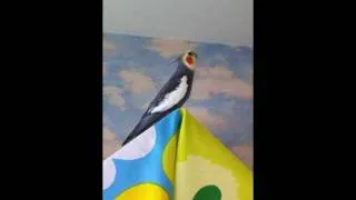 Cockatiel　オカメインコ　パローレ君　marimekkoの屋根で歌う