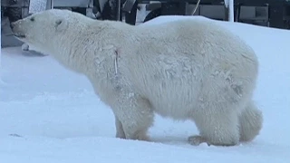 Inquisitive polar bear gets shot with a tranquilliser dart