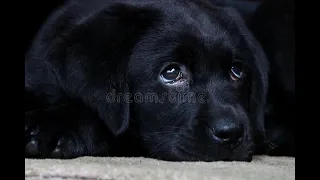 Labrador Compilation - Cute and Funny #9