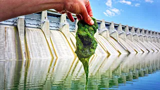 FOOD CHAIN Fishing Challenge At MASSIVE SPILLWAY!!! (Starting With Moss)