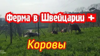 Коровы в Швейцарии.Ферма.Свежее молоко.Люди из Украины