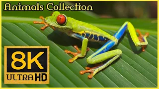 Wild Animals in 8K ULTRA HD HDR 60 FPS | Collection of Wild Animals 8k Video | 8k Globe