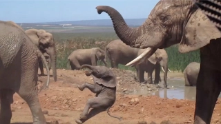 Baby Elephant Being Thrown Around By Bull