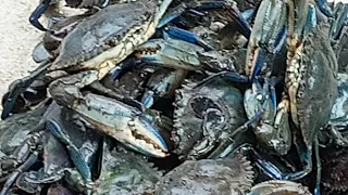 SÓ SIRI AZUL MONSTRUOSO: CAPTUREI E COMEMOS NA BEIRA DO RIO!