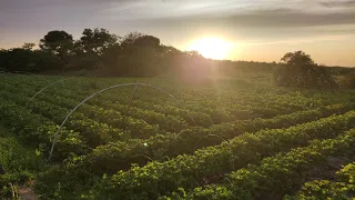 Сорт клубники🍓 с которым прощаемся! 😢