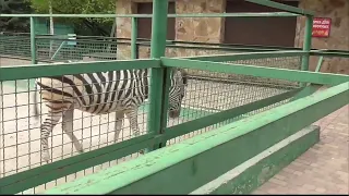 "Тайган"🌺 Прекрасные зебры приехали в парк из заповедника "Аскания-Нова".💕 #тайган