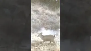 Deer BACKFLIPS After Getting Shot! Have you Seen THIS Before?