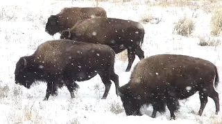 'A lot' of Yellowstone Bison to be removed this winter