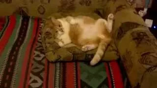 Кот Люций укладывается спать / Cat goes to sleep