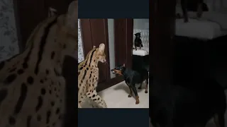 Pincher vs Serval