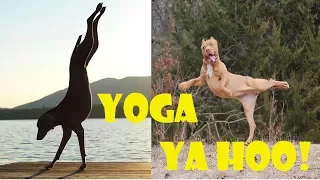 10+ Funny Pics Animals That Do Yoga Better Than You