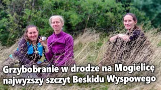 Grzybobranie w drodze na Mogielicę - najwyższy szczyt Beskidu Wyspowego