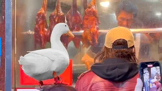 I took my duck to ChinaTown