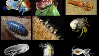 Subfilo Crustacea - características gerais