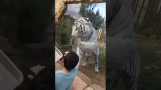 RARE WHITE TIGER #tiger #zoo #extinction #lanzarote #wildanimals