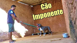 CÃO COM PERSONALIDADE FORTE AO MUDAR DE DONO REQUER ATENÇÃO REDOBRADA -  Cães Brasil